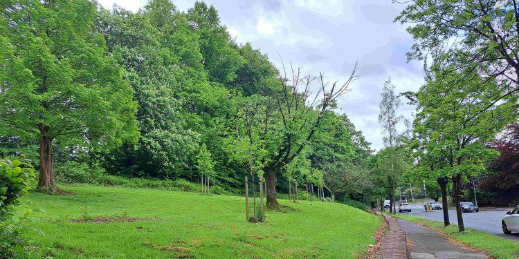 Help Plant Trees On Bury New Road
